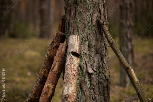 Fototapeta Naklejka Na Ścianę i Meble -  drzewa i gałęzie w lesie 