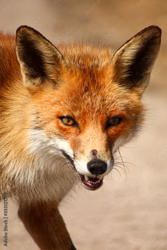 Close up of the head of a Red Fox (Vulpes Vulpes) walking by in natural colors