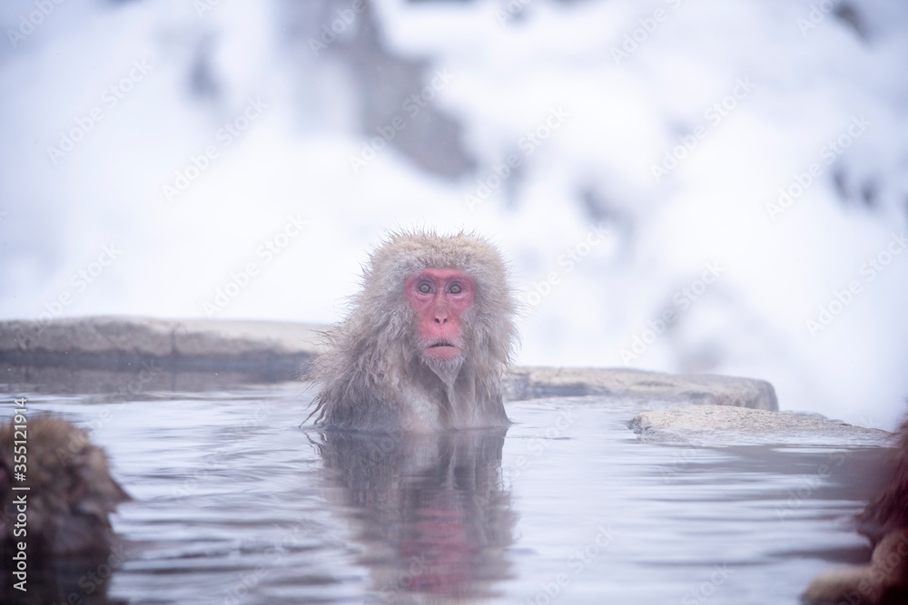 Naklejka premium snow monkey Japanese monkey