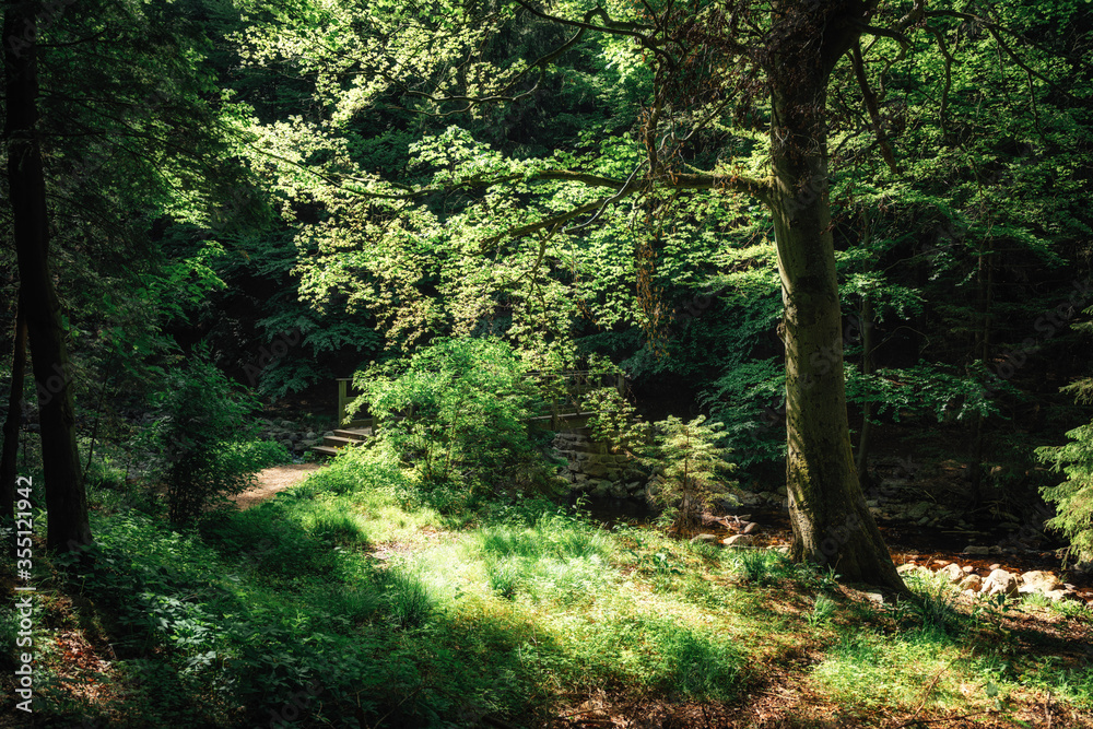 Schwaches Abendlicht Sonnenschein im dunkln Wald Schwaches Abendlicht Sonnenschein im dunkln Wald