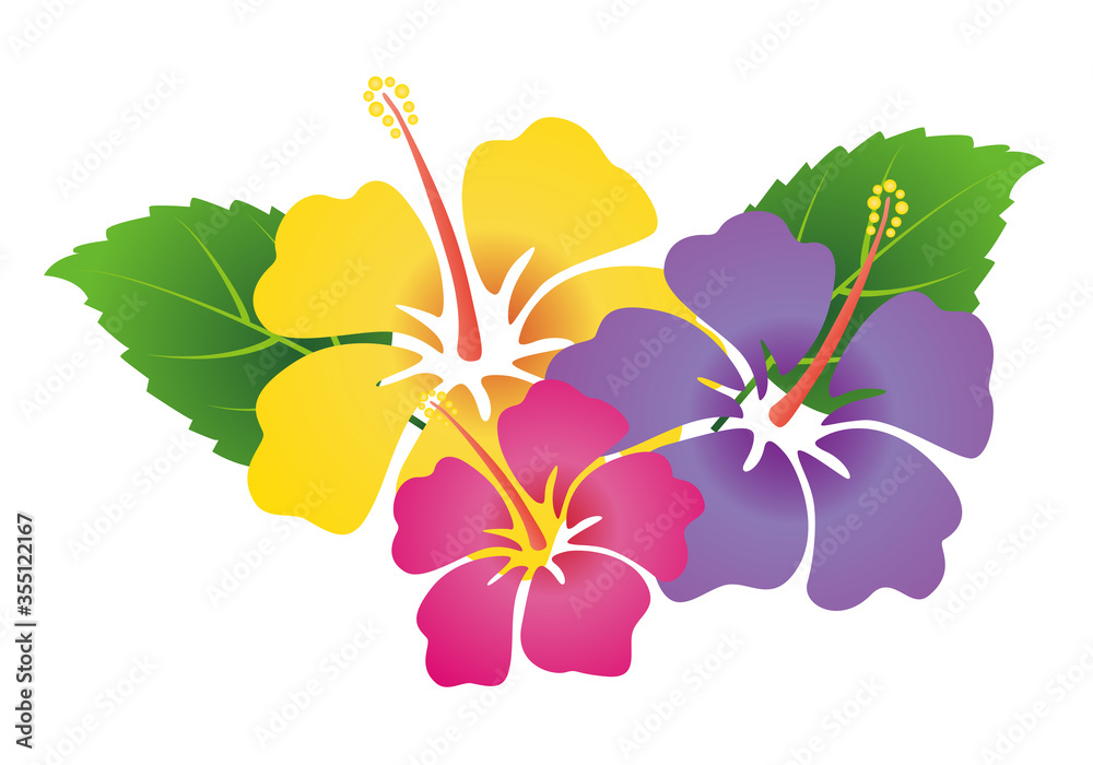 ハイビスカスの花のイラスト Stock Vector Adobe Stock