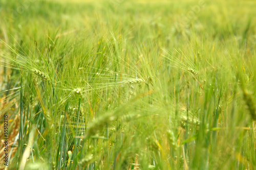 field with green and yellow spikelets   © Ирина Савченко