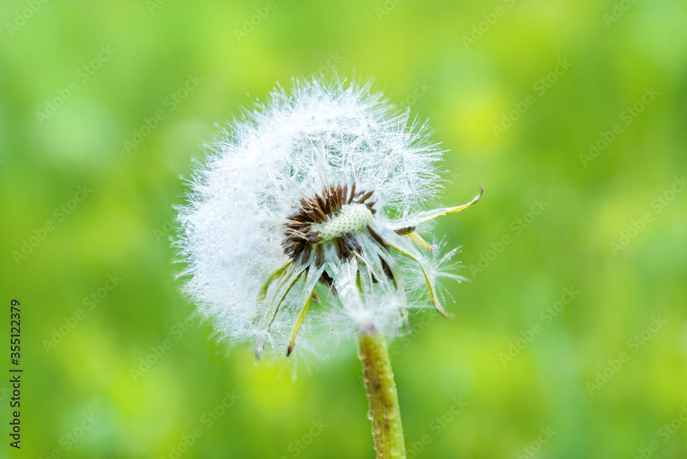 Close-up of dandelion seeds on green natural background. Macro.Green blur bokeh background. Close-up of dandelion seeds on green natural background. Macro.Green blur bokeh background.