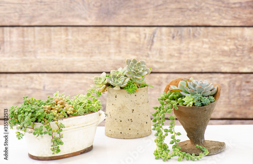 Mix of green crassula succulent plant arrangement pots on white table and wooden background