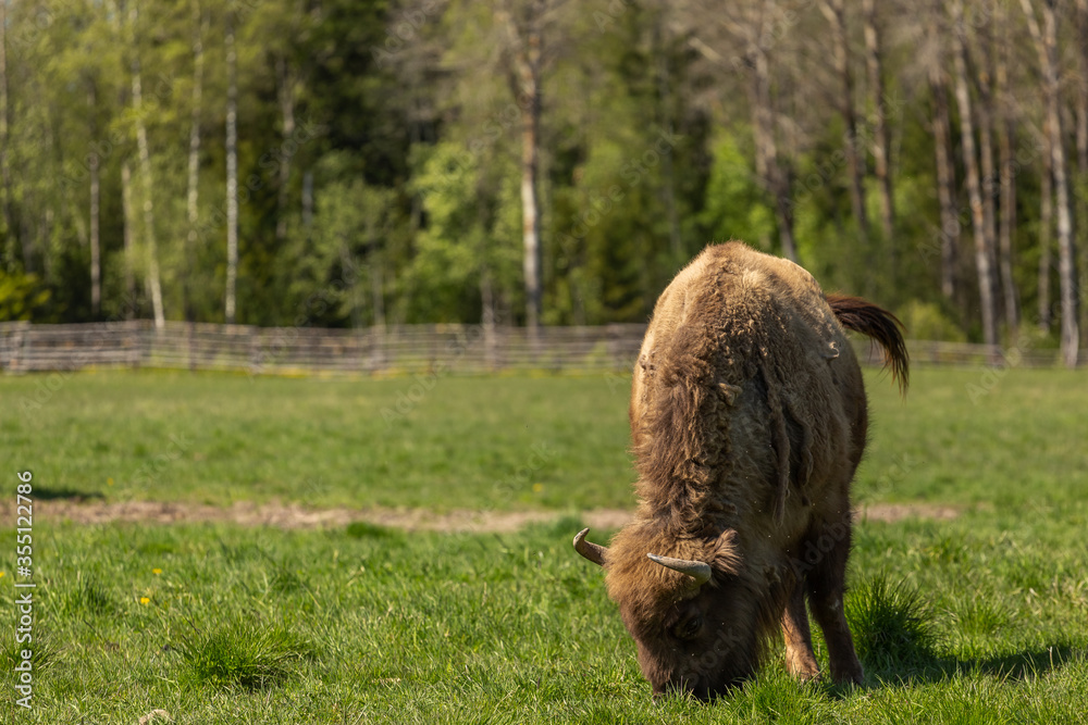 Buffalo on a green meadow in Sweden national park Buffalo on a green meadow in Sweden national park