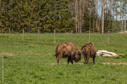 Herd of Buffalo on a green meadow in Sweden national park. Selective focus.