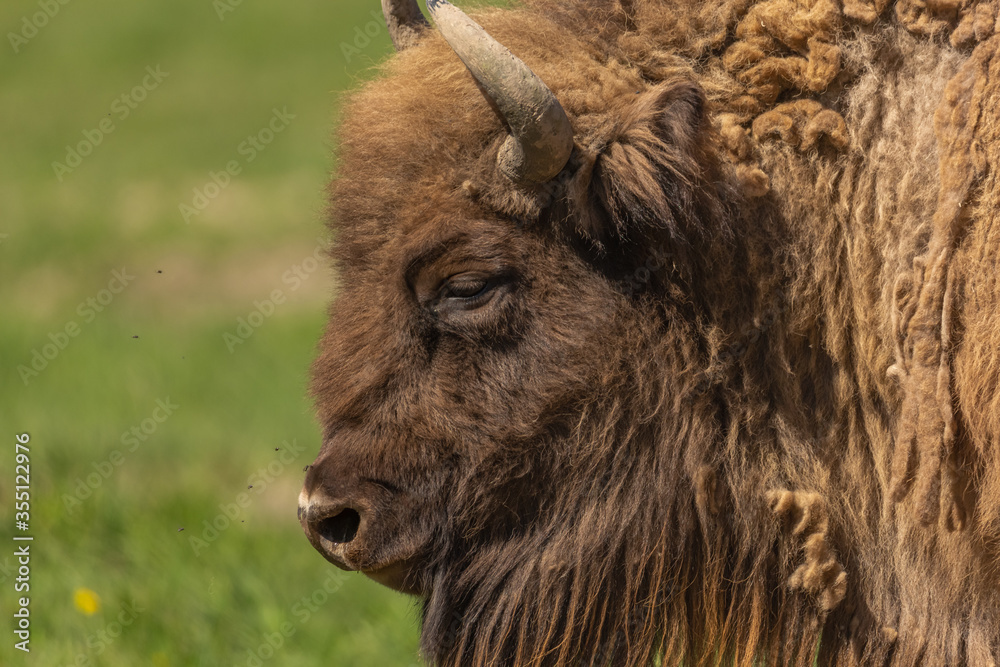 Portrait of a bison walking in a green meadow in Sweden national parks Portrait of a bison walking in a green meadow in Sweden national parks