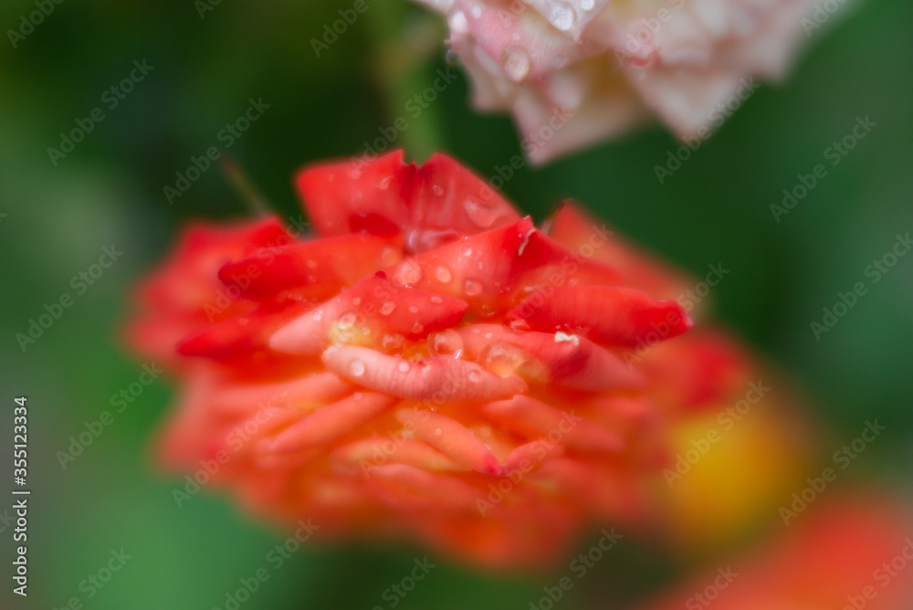 red rose with raindrops, soft focus, velvet glow red rose with raindrops, soft focus, velvet glow