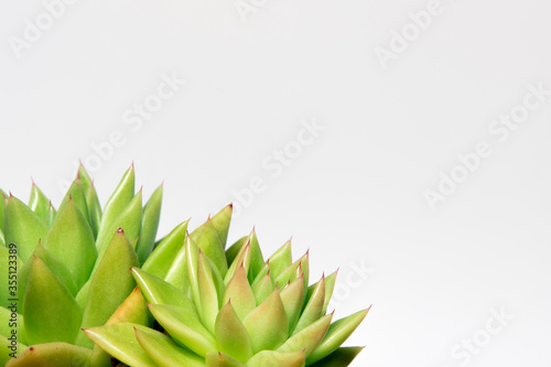 Succulent plant on a white background with copy space