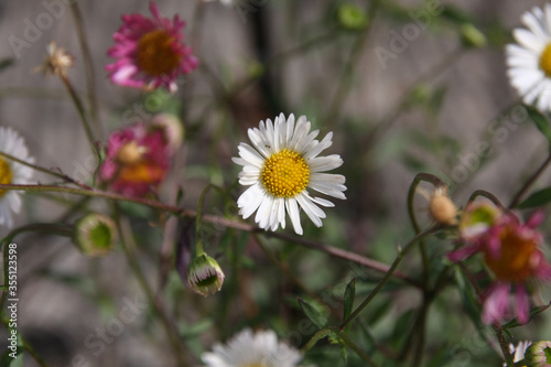 Close up of dainty white and pink Spanish daisy, Erigeron karvinskianus between weathered wooden slats selective focus.
