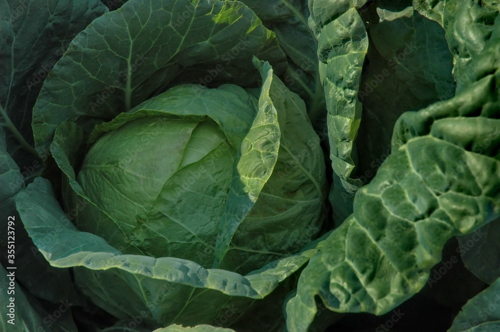 Big green cabbage with leaves in vegetable garden, Sofia, Bulgaria Big green cabbage with leaves in vegetable garden, Sofia, Bulgaria