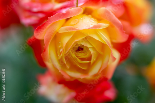yellow rose with water drops  soft focus  velvet glow