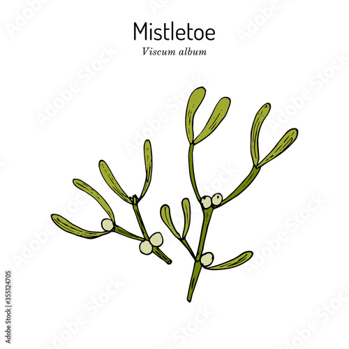 White or European mistletoe Viscum album , ornamental and medicinal plant