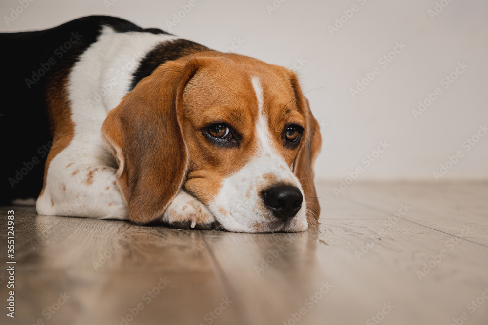 Sad beagle dog lies on a wooden floor against white wall expressive eyes, nose