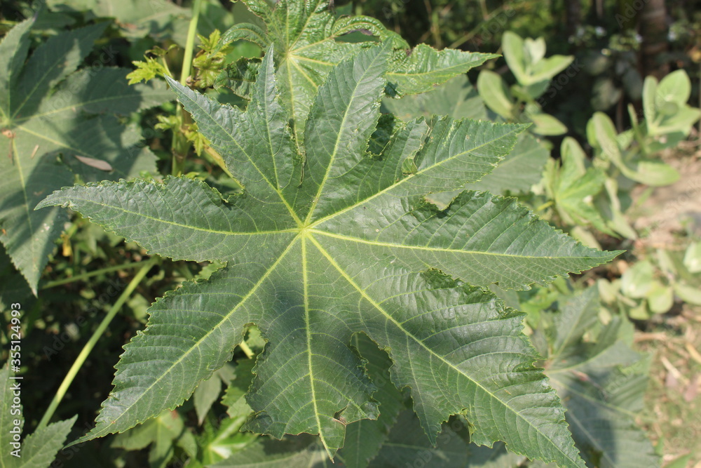green leaves in the garden