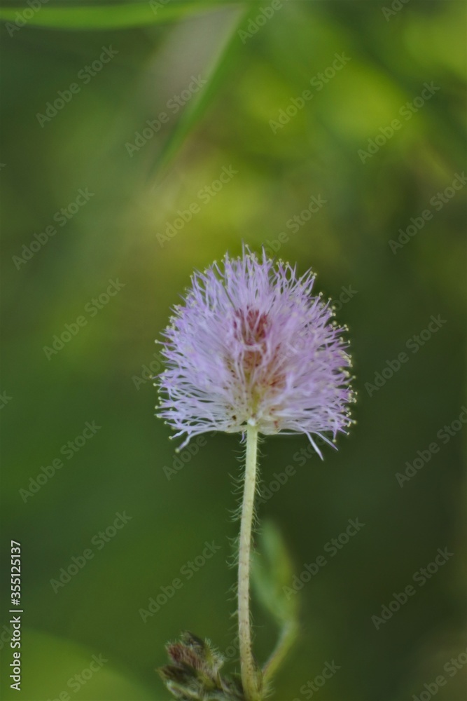 close up of beautiful flowers with abstract and defocused nuances close up of beautiful flowers with abstract and defocused nuances