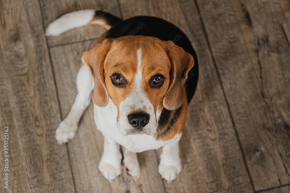 Beagle dog sitting on a wooden floor and looks up. expressive eyes, nose