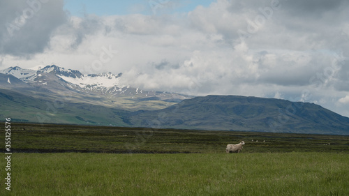 Mouton dans un champ, montagnes d'Islande