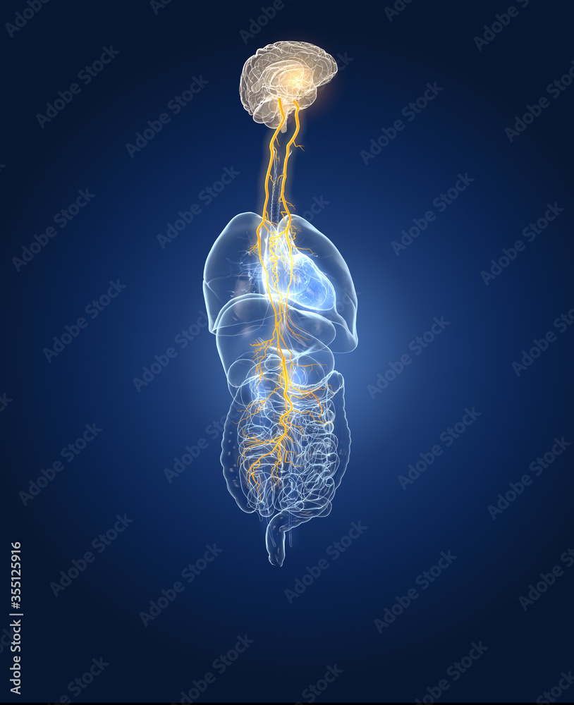 Vagus nerve with lungs, heart, stomach and digestive tract, medically illustration Stock