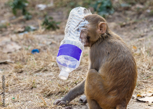 Canvas Print Rhesus macaque (Macaca) monkey with a water plastic bottle covering its head, Sw
