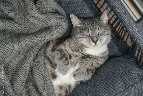 A grey cat sleeps