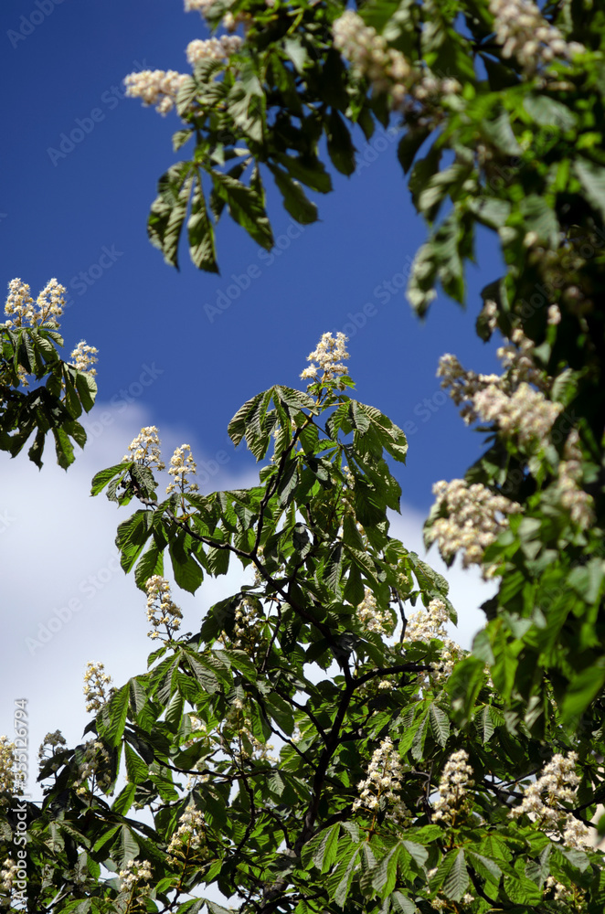 Horse chestnut branches in spring bloom vertical orientation