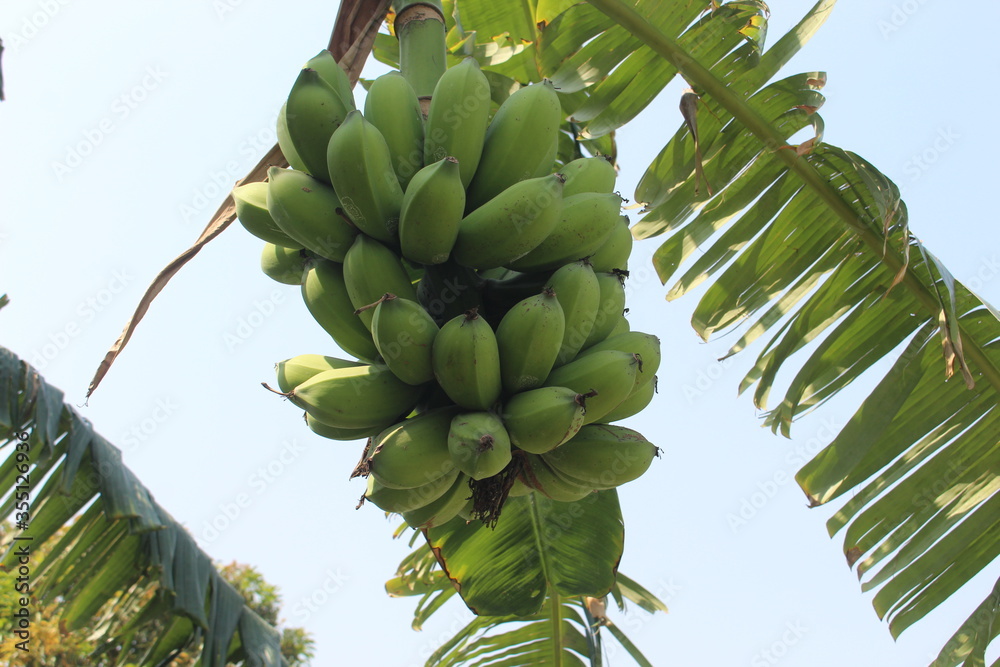 custom made wallpaper toronto digitalbanana tree in the garden