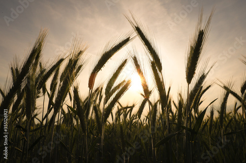Getreidefeld Getreide in der Sonne Weizen Gerste Roggen