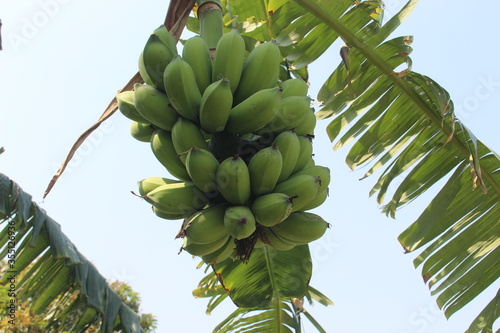Wallpaper Mural banana tree in the garden Torontodigital.ca