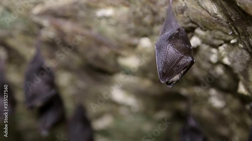 bats in the canimal, asia photo