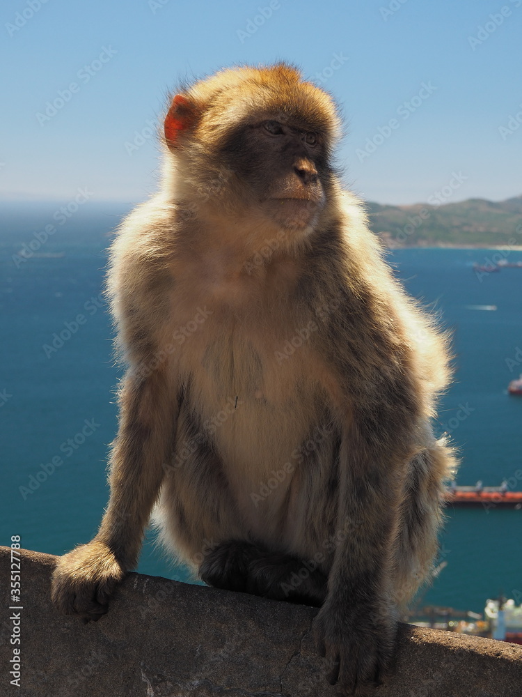Naklejka premium A Barbary Macaque ape looks out intently from the Rock of Gibraltar