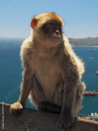 A Barbary Macaque ape looks out intently from the Rock of Gibraltar © Phil