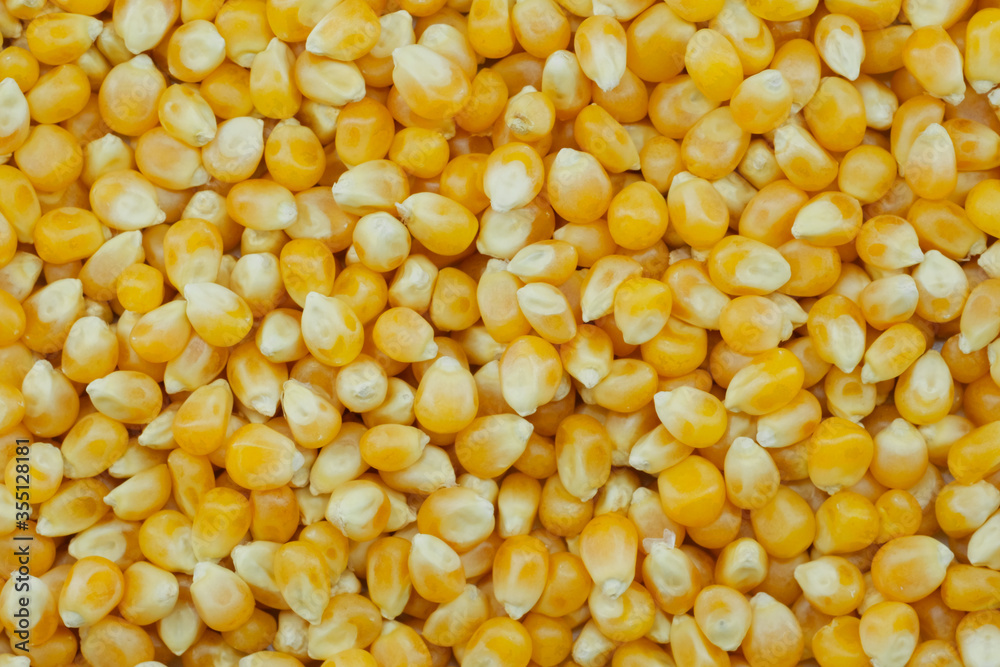 Pile of dried corn kernels for making popcorn and used for animal feed. Pile of dried corn kernels for making popcorn and used for animal feed.