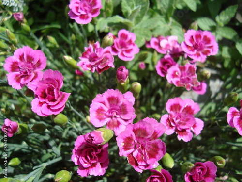 Pink flowers in a garden © Vesna