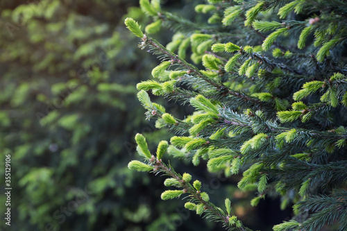 Brightly green prickly branches of a fur-tree