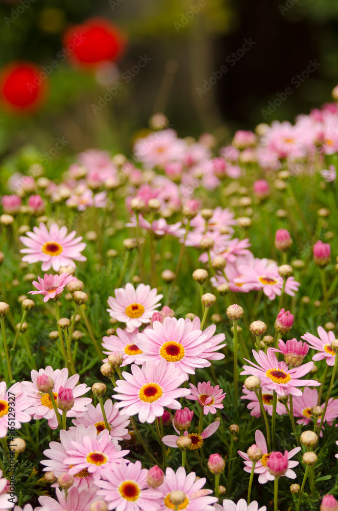 Beautiful fresh daisy flowers on green meadow Beautiful fresh daisy flowers on green meadow