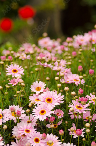 Beautiful fresh daisy flowers on green meadow 