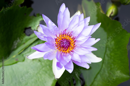 Lotus in pond