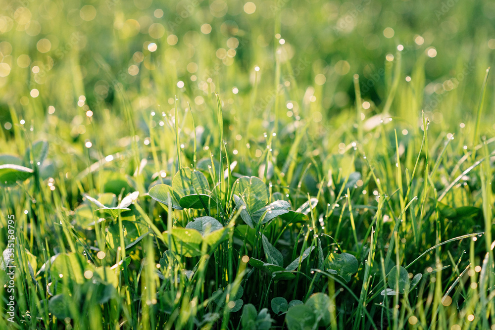 Dewdrops on green grass and clover in blur bokeh in the morning spring sun. Soft selective focus. Natural textures. Copy space. Dewdrops on green grass and clover in blur bokeh in the morning spring sun. Soft selective focus. Natural textures. Copy space.