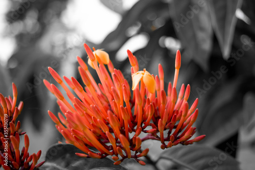 Grevillea Robyn Gordon in Assam. Beautiful Red spike flower. Grevillea 'Robyn Gordon'
 photo