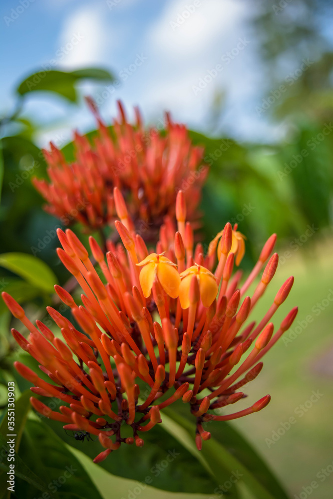 Grevillea Robyn Gordon in Assam. Beautiful Red spike flower. Grevillea 'Robyn Gordon'
