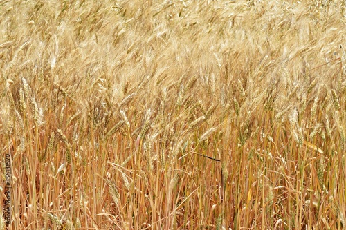 Konstfotografi Grano