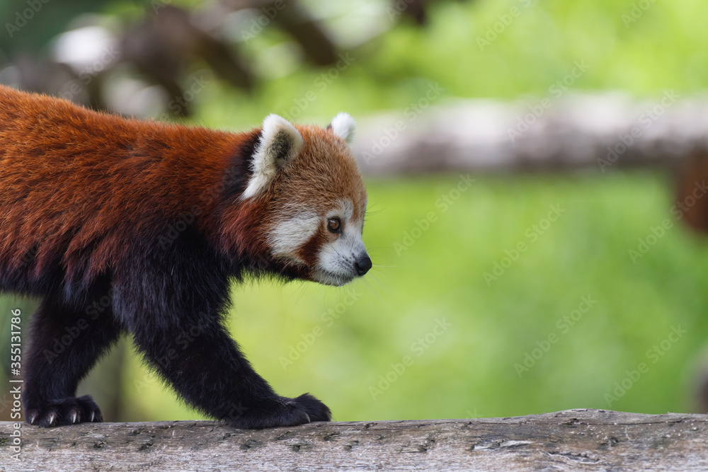Panda roux Panda roux