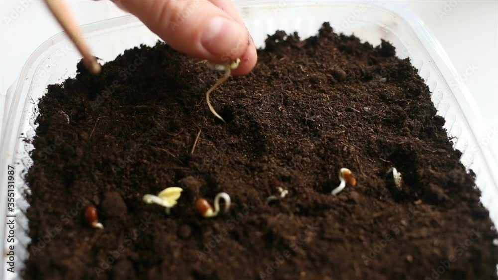 Container with soil close-up. A person punctures the ground and plants a sprouted seed in it. Real time, contains people. Container with soil close-up. A person punctures the ground and plants a sprouted seed in it. Real time, contains people.