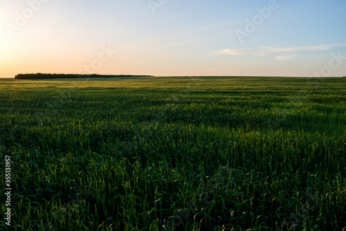 green field of unripe wheat in the rays of the setting sun