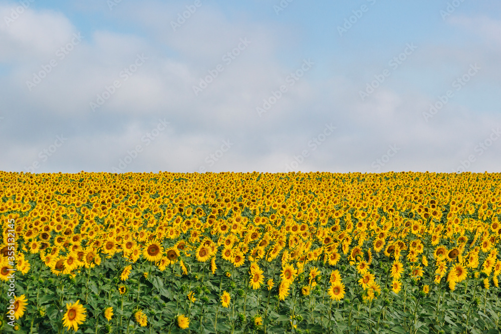 sunflower field with blue sky. Organic farming landscape with sunflowers