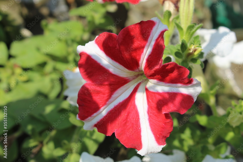 Obraz premium red rose in the garden