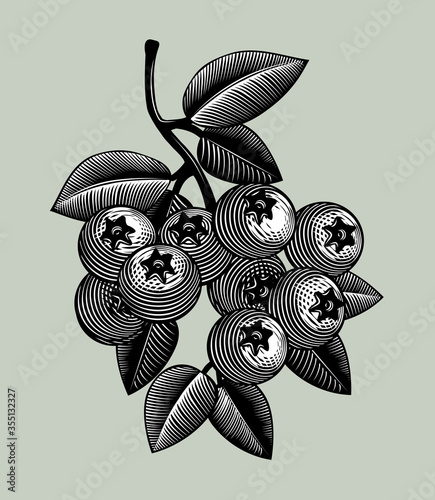 Branch of wild berries with leaves