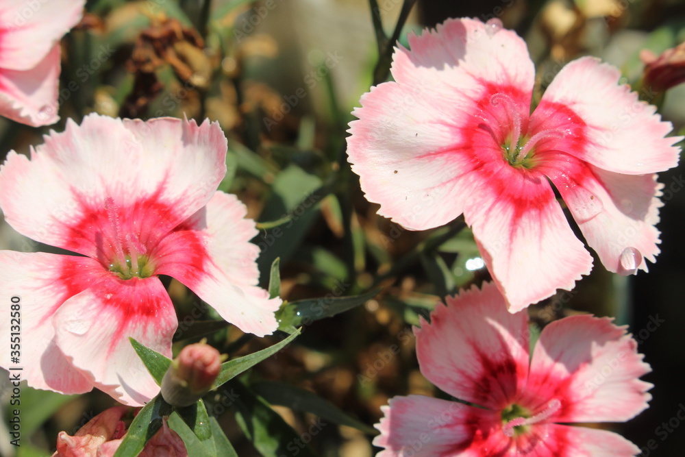 pink flowers in the garden pink flowers in the garden