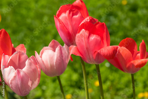 Red and pink tulips in the sun